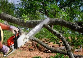 Best Tree Maintenance Programs  in Zephyrhills, FL